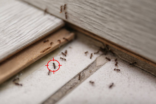 Best Pest Removal Services  in Antlers, OK
